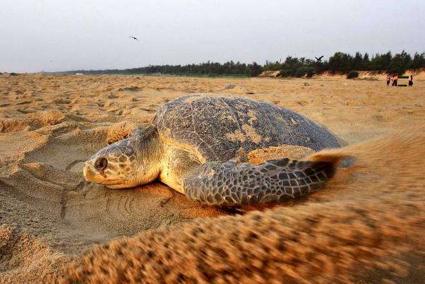 Over 2 crore Olive Ridley sea turtle hatchlings emerge from Nasi 2 ...