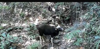 Indian Bison photographed in Manipur for the first time