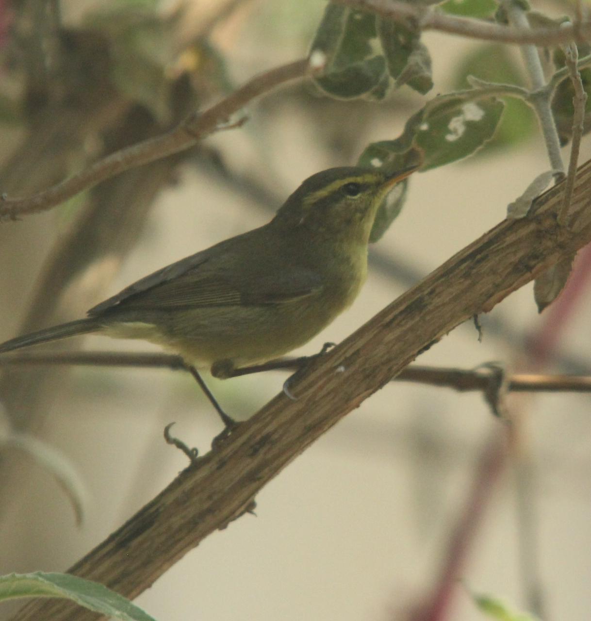 Ukhrul forest division conducts bird census ahead of biodiversity day