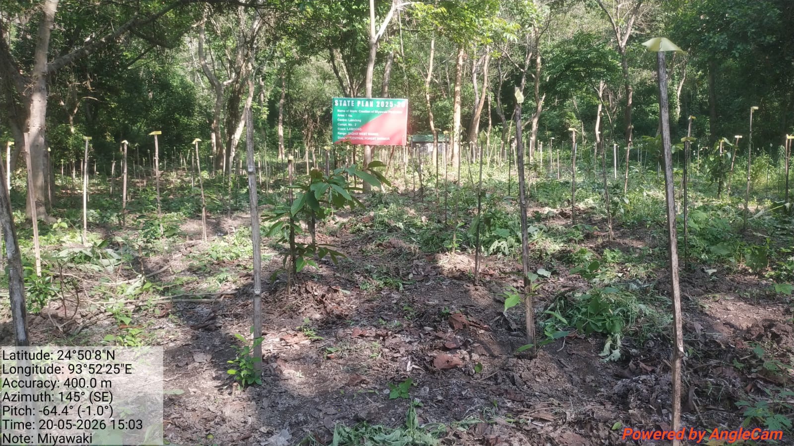 Central forest division: the Miyawaki plantation experiment