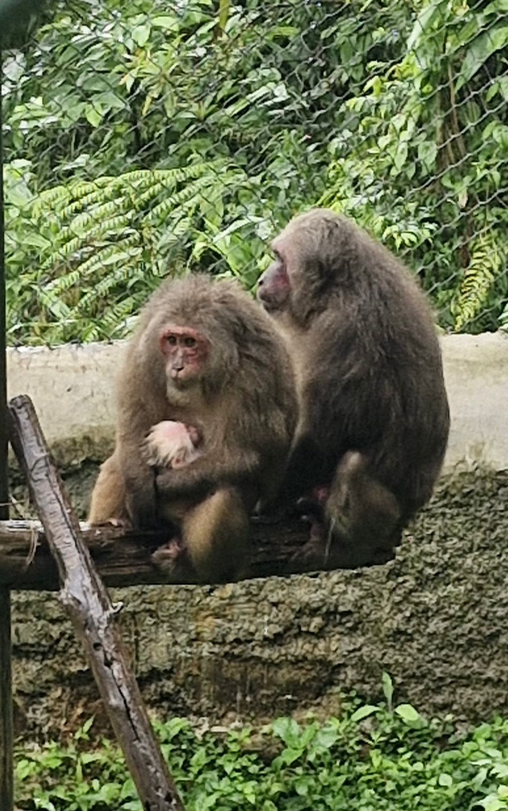 Meghalaya zoo records first Stump-tailed Macaque Birth