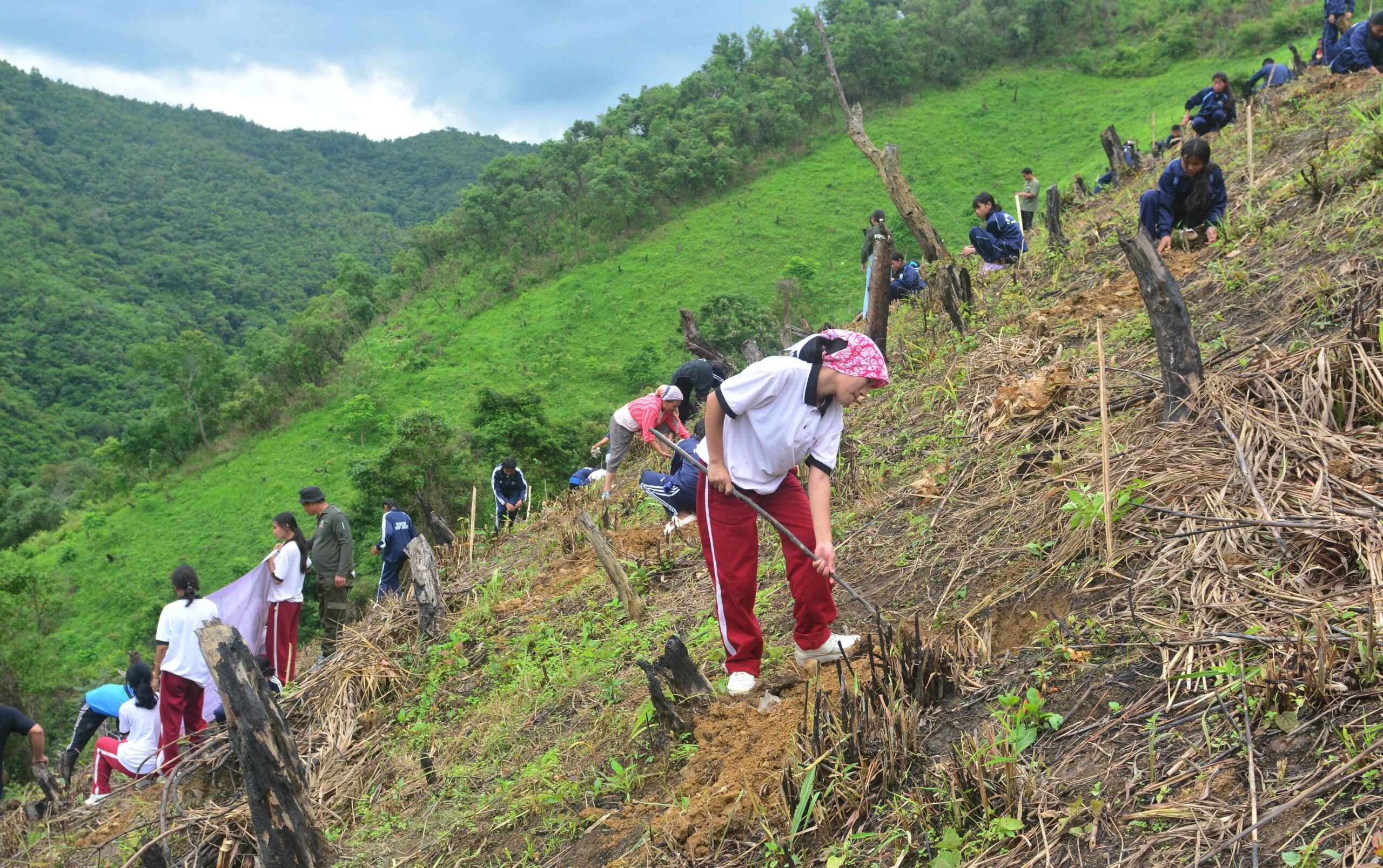 Senapati launches Van Mahotsav 2026 with 2,000 saplings